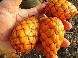 Raphia farinifera (ähnlich sind Raphia hookeri, Raphia sese) (nur gekocht)