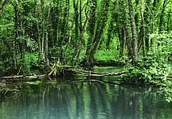 Alte Buchenwälder und Buchenurwälder der Karpaten und anderer Regionen Europas