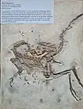 Raubsaurier (Compsognathus longipes Wagner), Oberer Jura, ca. 150 Mio. Jahre alt, Kelheim, Bayern