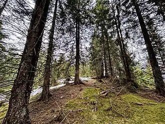 Gipfelbereich des Rautbergkopfs