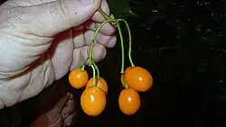 Rauvolfia grandiflora