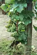 Junge Beeren (Semillon)