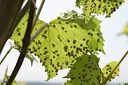 Reblaus Blattgallen auf einer Unterlagsrebe.