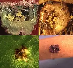 Reaktionen an Blatt und Wurzel bei reblaustoleranten Unterlagen und Unterlagsämlingen (obere Bildhälfte). Nekrosebildung als Folge einer Hypersensibilitätsreaktion beim Anstich durch die Reblaus bei reblausresistenten Unterlagssorten (Unterlagsrebe Börner) und Sämlingen (untere Bildhälfte).