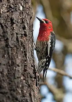 Alaska Feuerkopf-Saftlecker (Sphyrapicus ruber ruber)