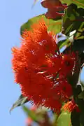 Red-flowering Gum