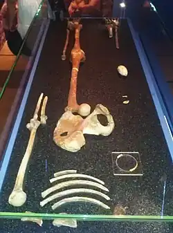 Die Knochen im Oxford University Museum of Natural History: Ansichten von der Fuß- und der Kopfseite