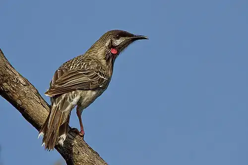 Rotlappen-Honigfresser