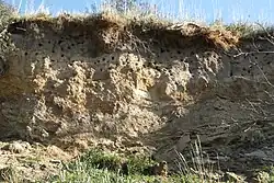 Kolonie von seltenen Uferschwalben