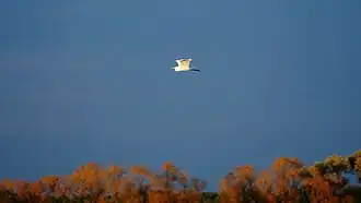 Silberreiher über dem Strengsee