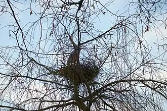 Reiher im Nest (2025)