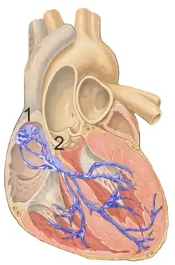 Erregungsleitungssystem