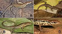 Repräsentative Exemplare der vier mutmaßlich unbeschriebenen Arten der Sphenomorphus-Gruppe: A Sphenomorphus sp. 1 (USNM [CMD 446], SVL 58&nbsp;mm, TL 150&nbsp;mm) aus Lore, Gemeinde Lautém, B Sphenomorphus sp. 2 (USNM [CMD 364], SVL 66&nbsp;mm, TL 185&nbsp;mm) aus Maubisse, Gemeinde Ainaro, C Sphenomorphus sp. 3 (USNM [CMD 416], SVL 69&nbsp;mm, TL 152&nbsp;mm) vom Fluss Meleotegi, nahe Eraulo, Gemeinde Ermera, D Sphenomorphus sp. 4 (USNM [CMD 415], SVL 42&nbsp;mm, TL 92&nbsp;mm) vom selben Ort, wie das Exemplar C.