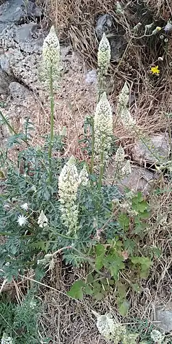 Reseda alba (junge Blätter und Sprossspitzen)