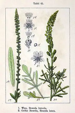 Illustration aus Sturm von Gelber Wau (Reseda lutea) und Färber-Wau (Reseda luteola)