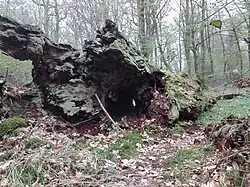 Rest vom Hauptstamm der Amalieneiche