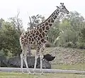 Giraffe