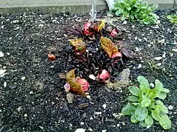 Rhabarberblattknospen