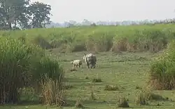Nationalpark Kaziranga