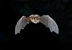 Meheley-Hufeisennase