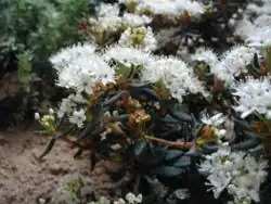 Sumpfporst (Rhododendron tomentosum oder Ledum palustre)
