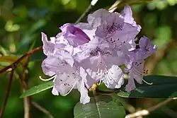 Nahaufnahme einer blasslila Rhododendronblüte. Mann kann die einzelnen Blütenkelche, die innen dunkler lila gesprenkelt sind und die jeweiligen Staubfäden gut erkennen.
