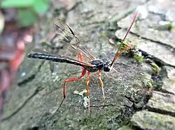 Rhyssella approximator ♂
