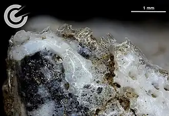 Detailansicht des flugorientierten Individuals (Probe F82)