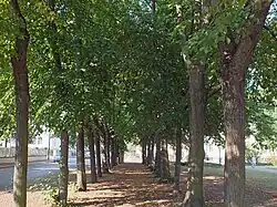 Linden-Doppelreihe (2020)