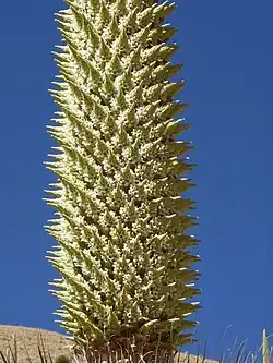 Ausschnitt des Blütenstandes