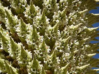 Ausschnitt des Blütenstandes, mit Details der Teilblütenstände