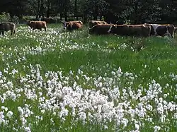 Rinder im Hühnerfeld mit fruchtendem Wollgras