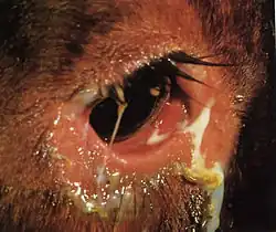 Detailfoto eines Rinderauges mit eitrigem Augenausfluss