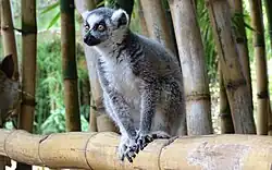 Katta Lemur catta[17]