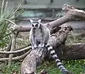 Katta (Lemur catta)