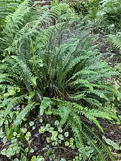 Rippenfarn (Blechnum spicant)