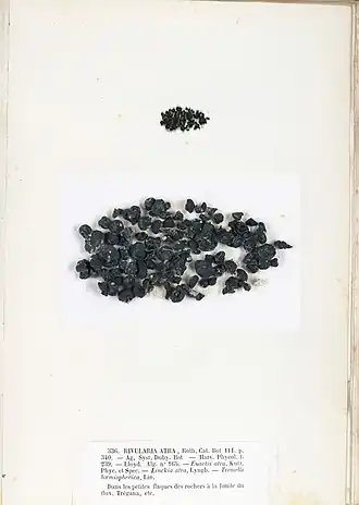R. atra Roth, Tafel aus dem Herbarium der Brüder Pierre-Louis und Hippolyte-Marie Crouan, 1852.