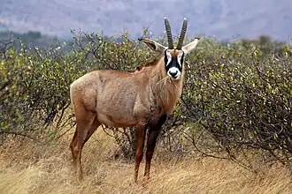 Pferdeantilope