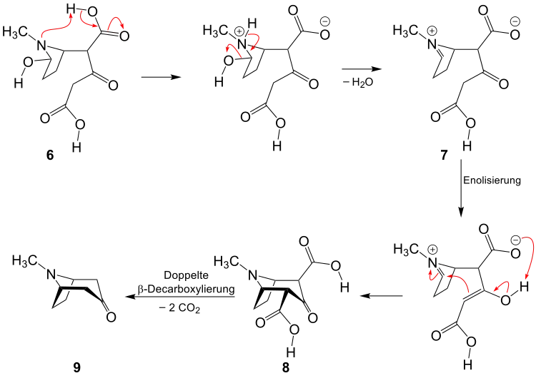 2. Teil der Robinson-Schöpf-Reaktion