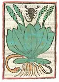Plantago. Arnoglossa. Druck Rom 1481