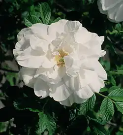 ‘Blanc Double de Coubert’, Cochet-Cochet, 1893