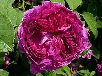 Essig-Rose 'Charles de Mills'
