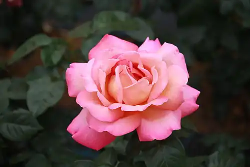 Sport 'Chicago Peace' (Johnston 1962)