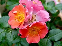 ‘Coco’, Kordes, 1995