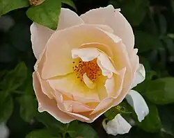 ‘Comtes de Champagne’, Austin, 2001