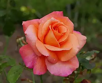 ‘Freisinger Morgenröte’, Kordes, 1988