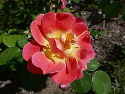 ‘Herzogin Friederike’, Noack, 2002