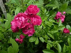 ‘Hiawatha’, Walsh, 1904