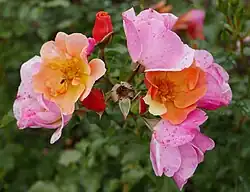 ‘Jazz’, Tantau, 2009