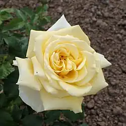 'Julien Potin', 1927